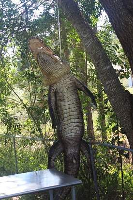 hanging alligator